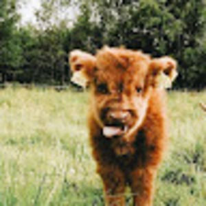 Meet your Posher, Ellen